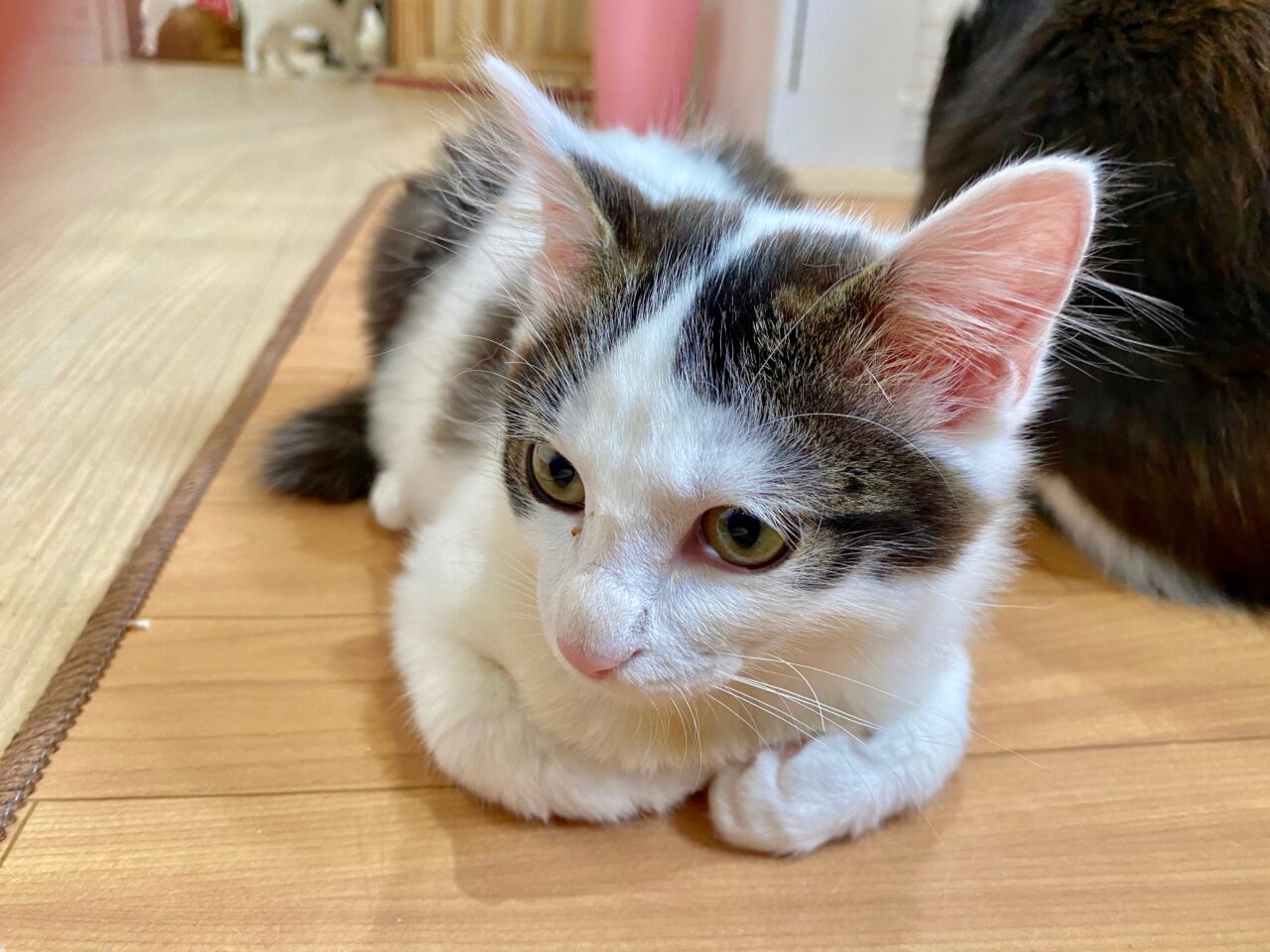 練馬駅すぐの里親募集型猫カフェ えこねこ 練馬で広告を掲載するなら フリーペーパーの エコレポ