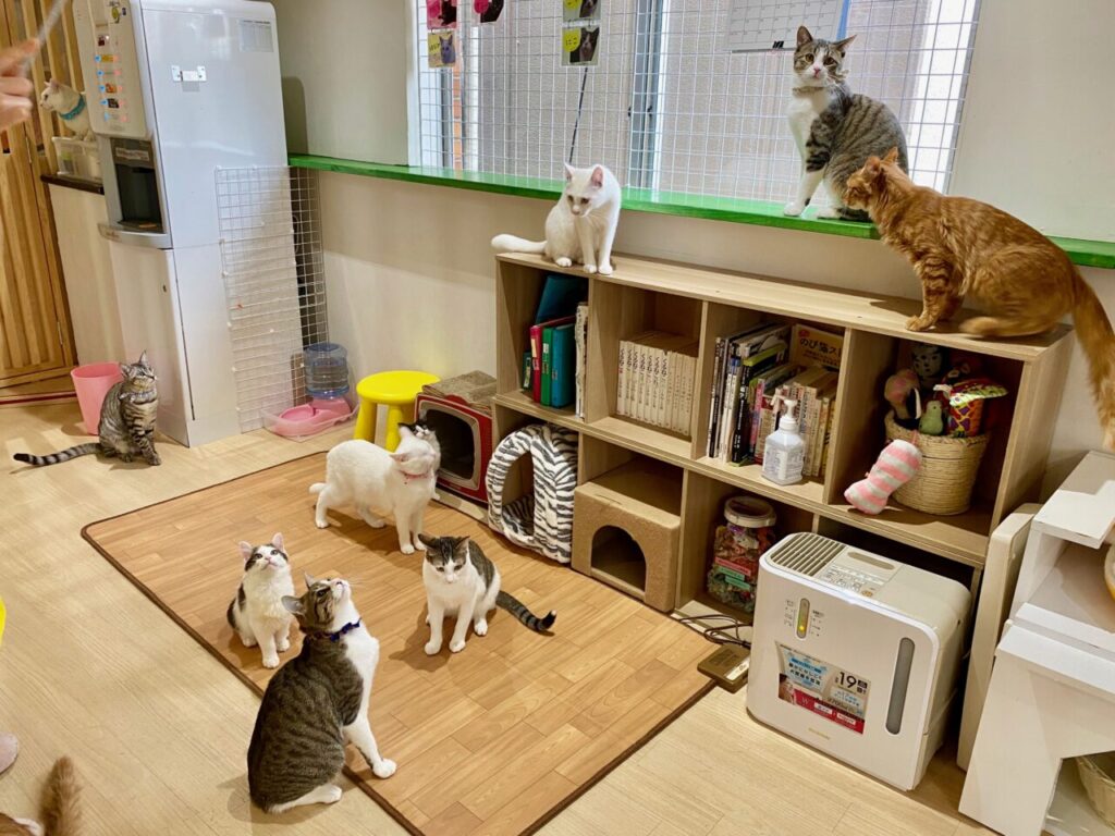 練馬駅すぐの里親募集型猫カフェ「えこねこ」 練馬で広告を掲載する